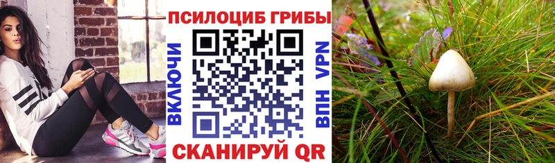 Псилоцибиновые грибы Psilocybe  купить  сайты  Кувандык 